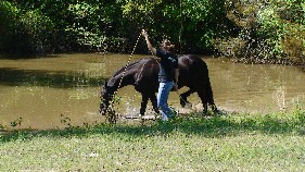 Christi Rains' Beginner Trail Confidence students learn how to build their horses' confidence with trail obstacles